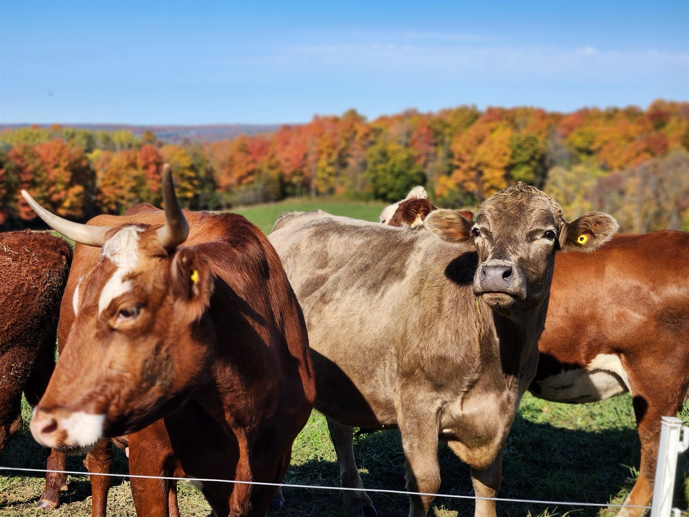 Grass-fed cattle in autumn pasture at Good Family Farms