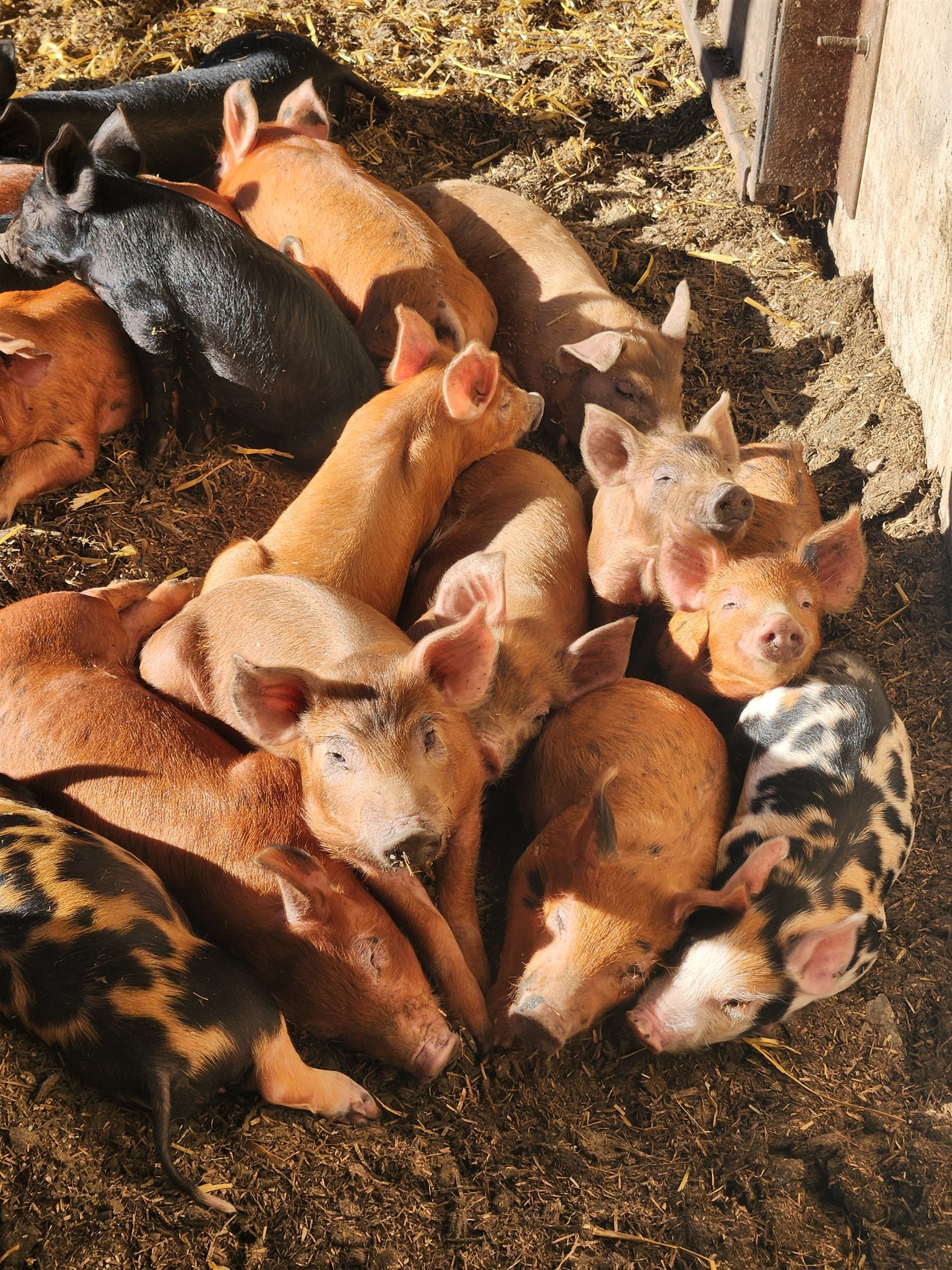 Heritage piglets sleeping in the morning sun at Good Family Farms