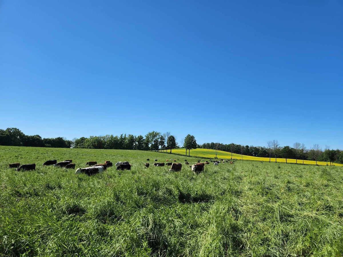 Cattle at Good Family Farms