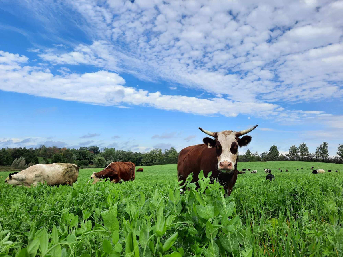 Cows grazing at Good Family Farms