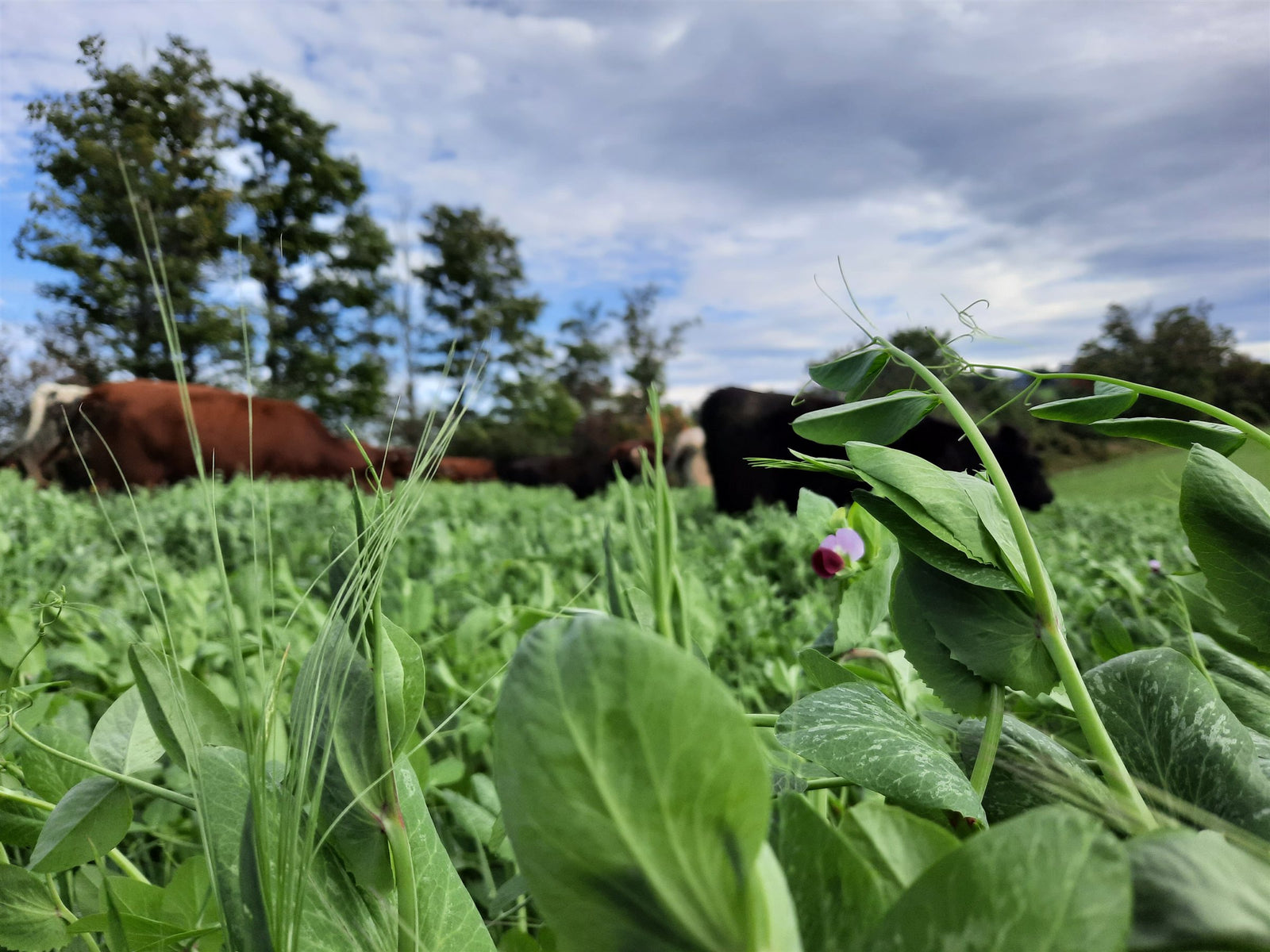 Grass-fed cattle grazing chest-deep forage at Good Family Farms — regenerative rotational grazing