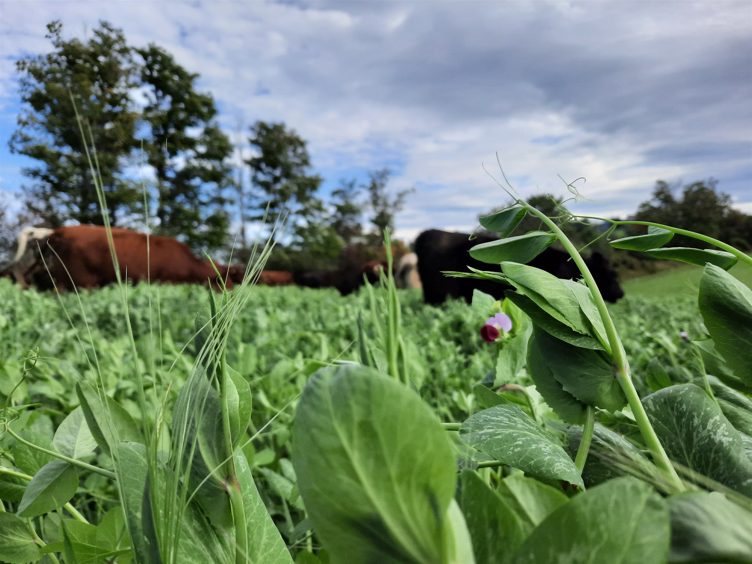 Grass-fed cattle grazing chest-deep forage at Good Family Farms — regenerative rotational grazing
