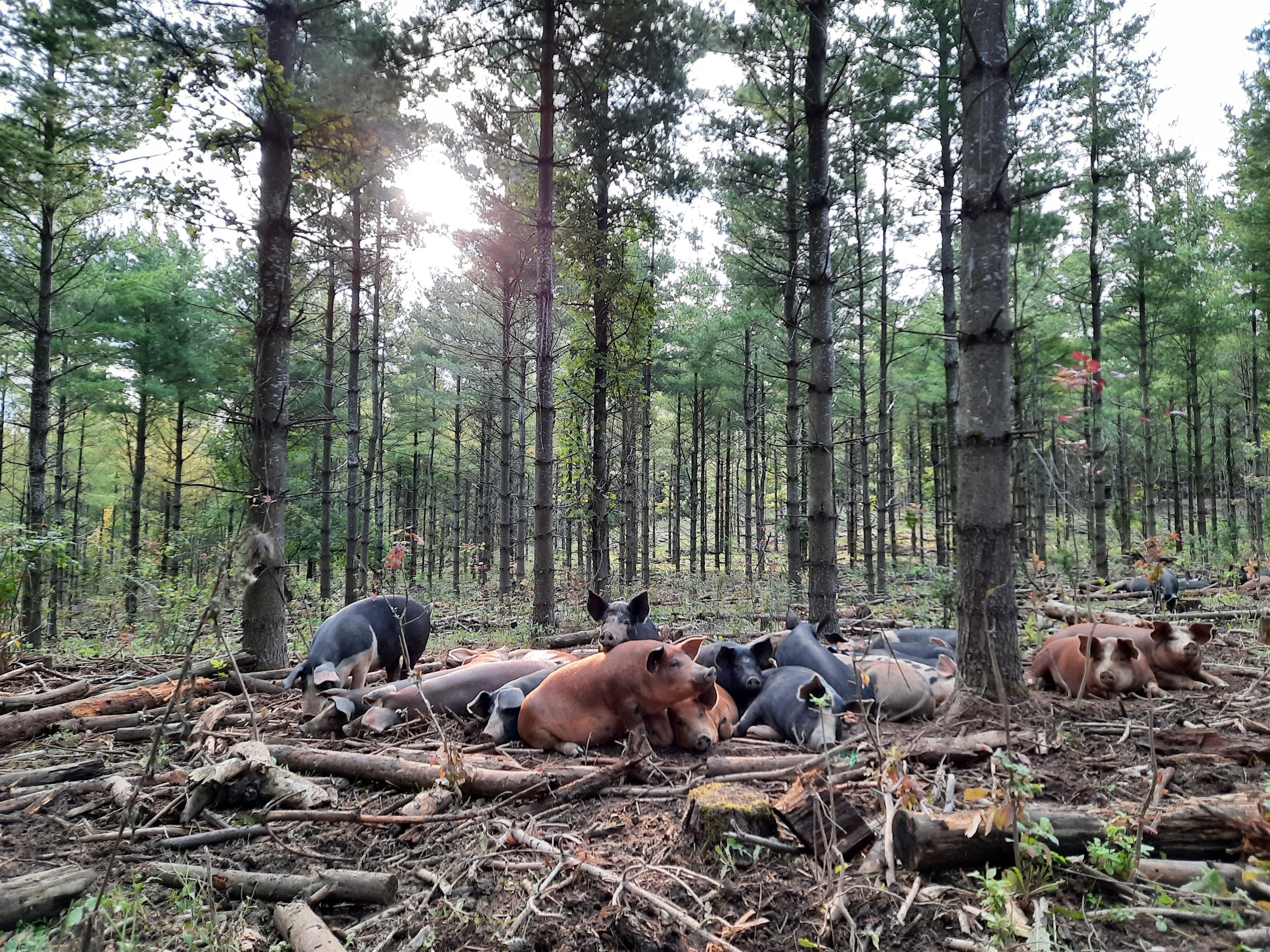Heritage pigs resting in the woodlot under morning sun at Good Family Farms