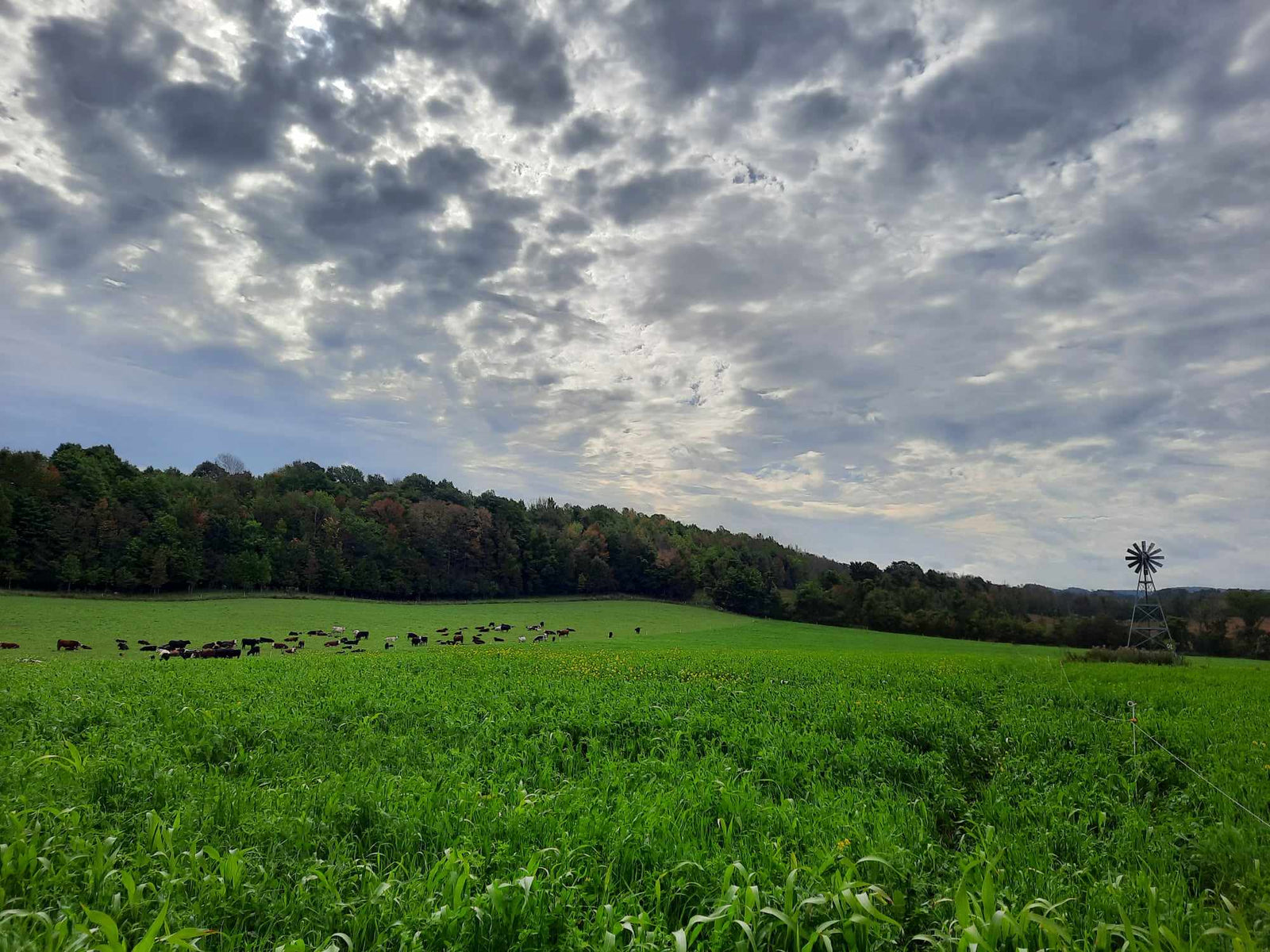 Cattle grazing green pasture near the windmill at Good Family Farms