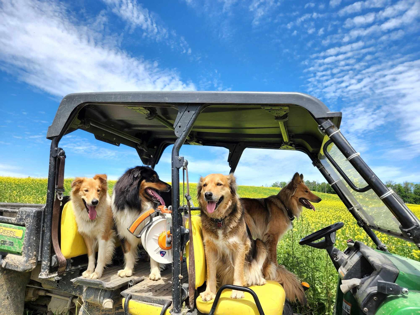 dogs gator